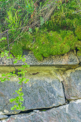 Fototapeta na wymiar A natural texture of grey rocks and green moss