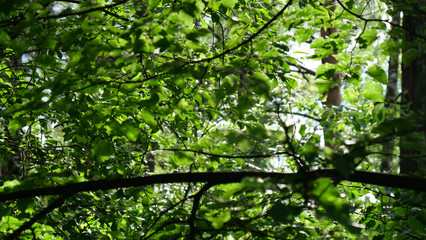 summer green trees