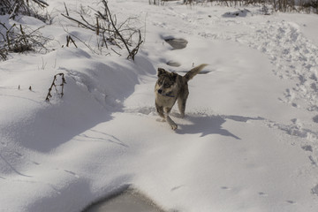 A dog is playing on the snow. Strange dog with white eyes. Predator walks through the forest.