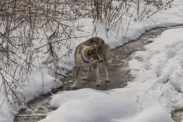 A dog is playing on the snow. Strange dog with white eyes. Predator walks through the forest.