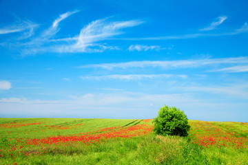Obraz premium Summer Landscape of Green Fields with Poppies under Blue Sky with Clouds