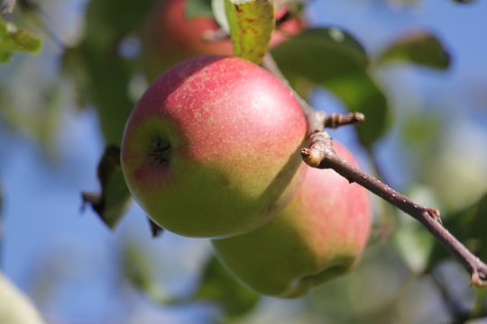 Hangin Bilder Durchsuchen 631 Archivfotos, und Videos