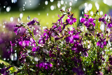 Small purple blossoms of flowers under water drops in the garden, nature and botany concept
