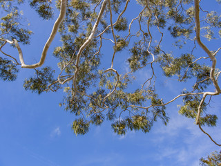 Look up to a tree with blue sky