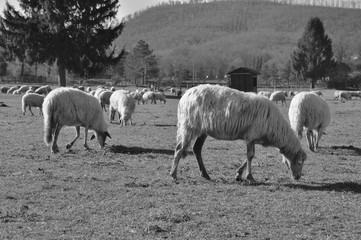 Gregge, pecore su prato invernale di centro equestre con alberi e boschi sullo sfondo. Pratoni del Vivaro, Castelli Romani, Lazio, Italia. Bianco e nero