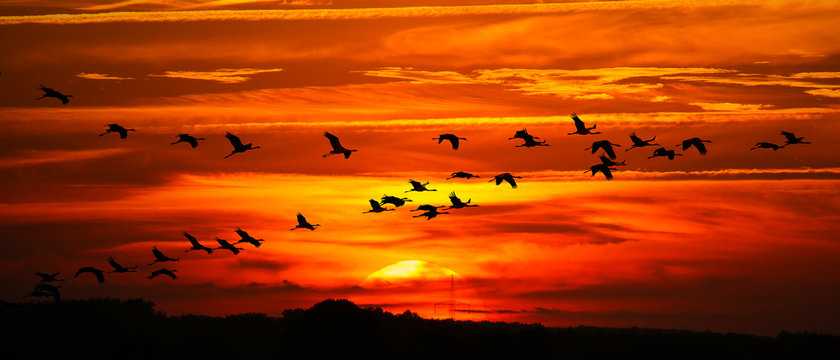 Kraniche vor Sonne
