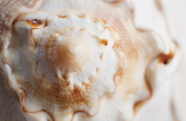 Natural background. Close-up a beautiful relief wavy end of seashell.