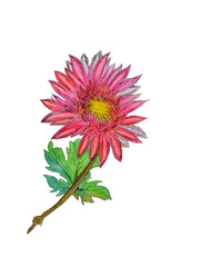Watercolor hand painted chrysanthemum on white background