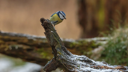 Bleu Tit Bird