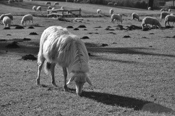 Pecora, gregge su prato invernale di centro equestre con alberi e boschi sullo sfondo. Pratoni del Vivaro, Castelli Romani, Lazio, Italia. Bianco e nero