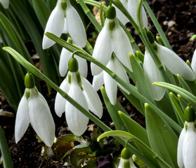 Obraz premium snowdrops beautiful spring hangers in the garden of the house_2