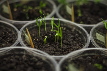 Organic gardening at home with various plants growing on a table top garden.