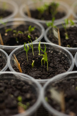 Organic cucumber sprouts in ground as a background.