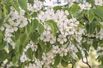 A lushly flowering cherry tree in the spring. Macro photo with shallow depth of field and soft focus. Natural background.
