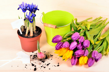 Ein buntes Frühlingsmotiv mit Tulpen und Blumenzwiebeln in einem Blumentopf und Erde
