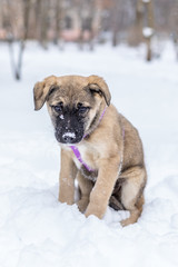 Little puppy in the snow