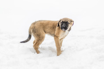 Little puppy in the snow