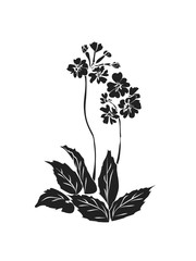 Primrose illustration on white background.