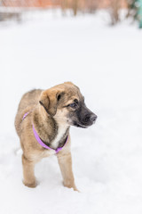 Little puppy in the snow