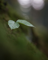 Leaves in the forest