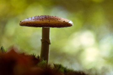 Mushroom in the forest