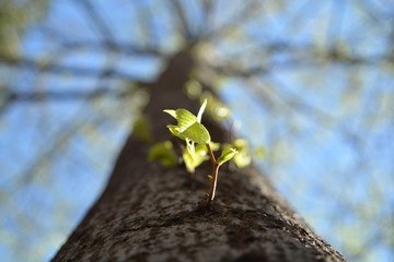 Nature is awaeking