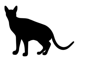 Abyssinian Cat