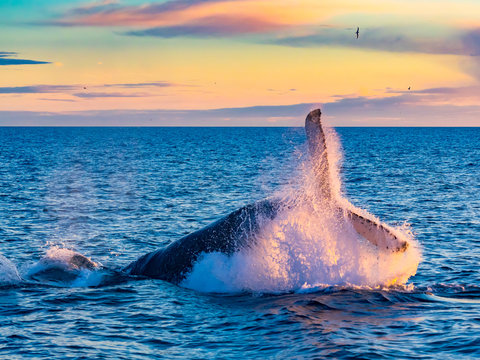 Humpback Whale breaching in deep blue sea at Iceland in the morning