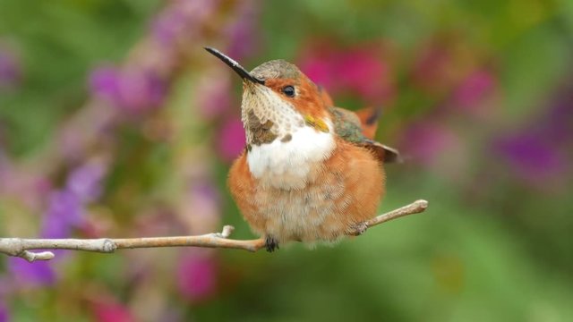 An immature male Allen's Hummingbird perched and bathing in the rain.
