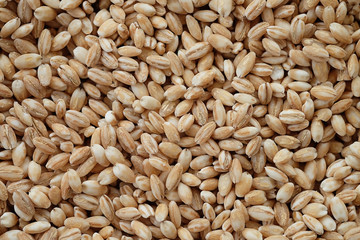 pearls barley grain seed on background