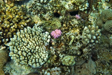 the underwater world of the coral of the Red Sea