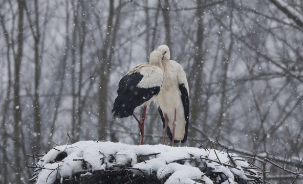white stork in the snow