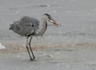 Grey heron in the snow