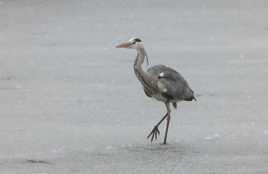 Grey heron in the snow