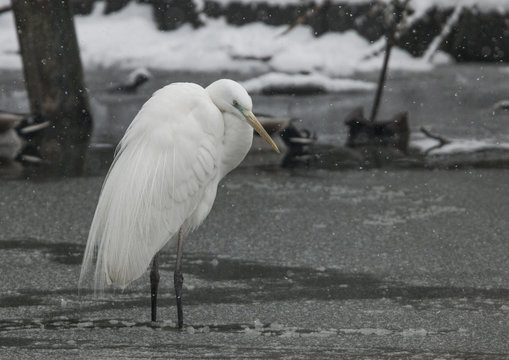 great egret under the snow
