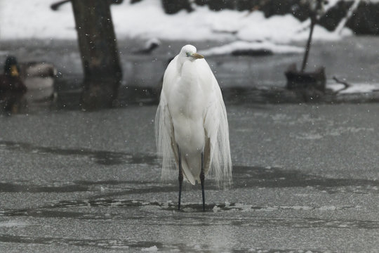 great egret under the snow