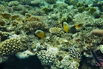 the underwater world of the coral of the Red Sea