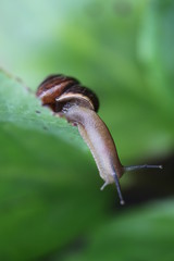 The crawling snail