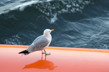 Möwe sitzt auf Rettungsboot von Schiff mit Wasser