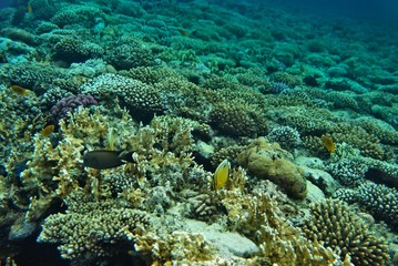 the underwater world of the coral of the Red Sea