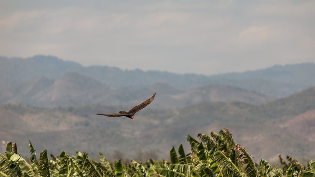 Flying turkey vulture (Cathartes aura) over the mountains in the Vinales valley, Cuba.