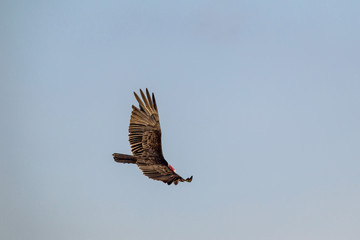 Flying turkey vulture (Cathartes aura) on a blue sky background in Cuba.