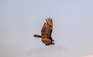 Flying turkey vulture (Cathartes aura) on a blue sky background in Cuba.