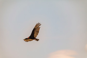 Flying turkey vulture (Cathartes aura) on a blue sky background in Cuba.