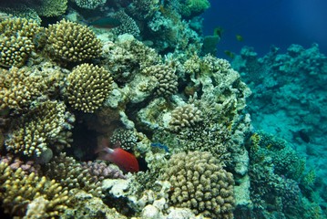 Naklejka na ściany i meble the underwater world of the coral of the Red Sea
