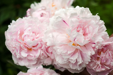 Group of fresh pink peonies in the garden in the summer. Closeup of beautiful purple Peony flower.