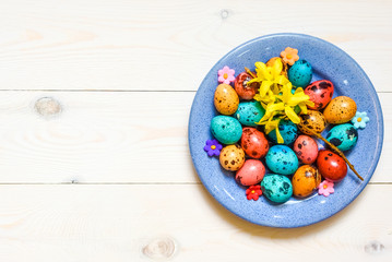 Easter colored-red, blue, yellow quail eggs on blue plate on white wooden background.Top view.Rustic style.Flat lay.Happy easter holiday
