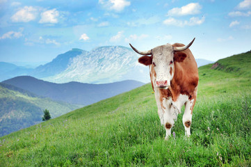 Fototapeta na wymiar Cow grazing in meadow