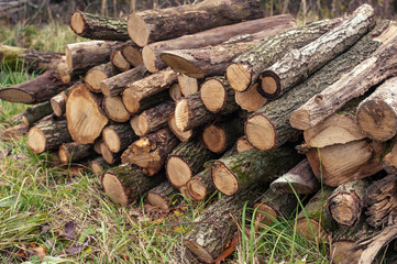 Freshly cut tree logs piled up on the green grass. Logs felled into one pile.