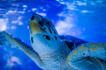 sea turtle close up over coral reef in hawaii swimming, ocean, tropical